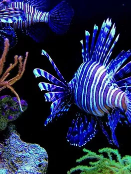 Unterschiede beim Rofeuerfisch | Aquatop - Zoofachmarkt für die Meerwasseraquaristik (unterschiede-beim-rotfeuerfisch-aquatop-zoofachmarkt-meerwasseraquaristik.jpg)