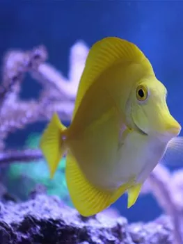 der-gelbe-doktorfisch-aquatop-zoofachmarkt-meerwasseraquaristik.jpg