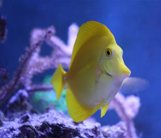 der-gelbe-doktorfisch-aquatop-zoofachmarkt-meerwasseraquaristik.jpg