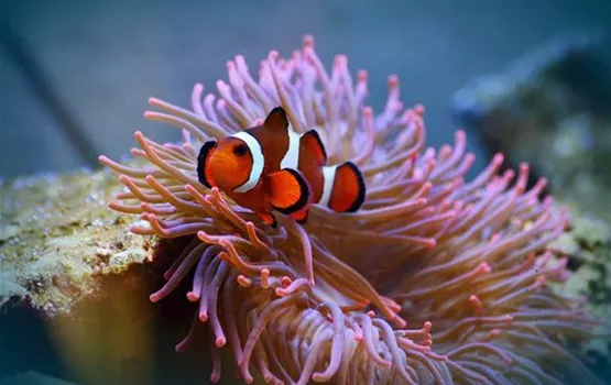 anemonenfisch-im-meerwasseraquarium-aquatop-zoofachmarkt-meerwasseraquaristik.jpg