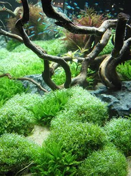 Pflanzen sind wichtig in der Aquariendekoration | Aquatop - Zoofachmarkt für die Aquaristik (pflanzen-sind-wichtig-in-der-aquariendekoration-aquatop-zoofachmarkt-aquaristik.jpg)
