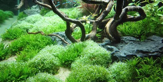 Pflanzen sind wichtig in der Aquariendekoration | Aquatop - Zoofachmarkt für die Aquaristik (pflanzen-sind-wichtig-in-der-aquariendekoration-aquatop-zoofachmarkt-aquaristik.jpg)