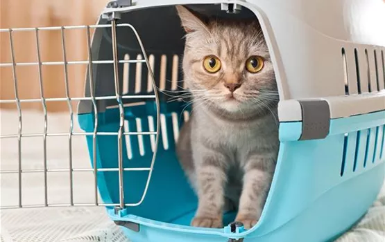 Unterschiede der Katzen Transportboxen | Aquatop - Zoofachmarkt für die Katze (unterschiede-der-katzen-transportboxen-aquatop-zoofachmarkt-katze.jpg)