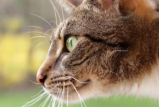 Katzen-Outdoor: Sicherer Auslauf mit dem richtigen Zubehör
