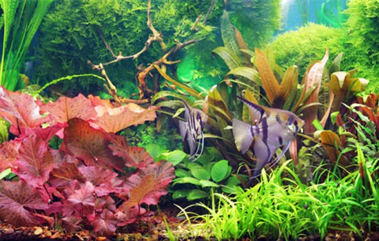 aquarienpflanzen-duengen-02.jpg