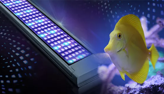 aquarium-led-beleuchtung-01.jpg
