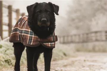 Hundemantel im Winter: Das kann er leisten & darauf sollten Hundebesitzer achten