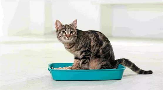 tabby-cat-litter-box-home_555x309_LR.jpg