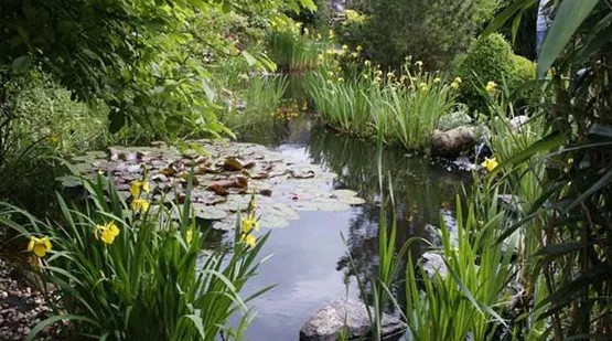 Narurliche Algenbekaempfung| Aquatop - Zoofachmarkt für Teich