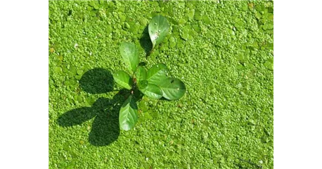 Algen im Gartenteich: Die verschiedenen Algenarten