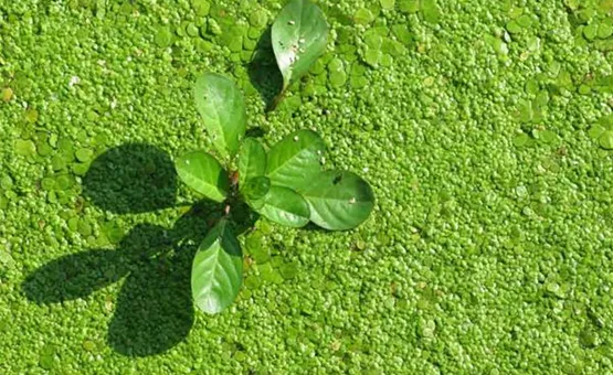 Algen im Gartenteich | Aquatop - Zoofachmarkt für Teich