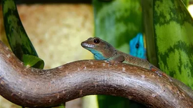 aquatop-regenwaldterrarium-echse_in_terrarium.jpg