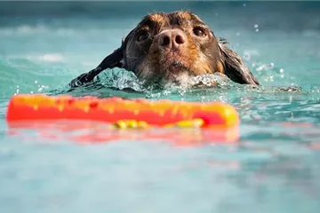 Haustiere im Sommer - Katze & Hund abkühlen 