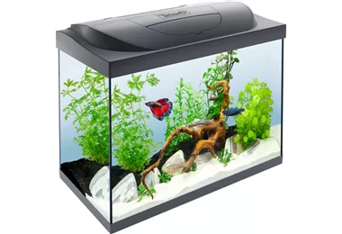 Tetra Starter LED 80 L Süßwasseraquarium