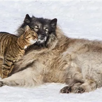 Valentinstag und Tiere