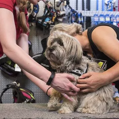 Halsband oder Hundegeschirr?