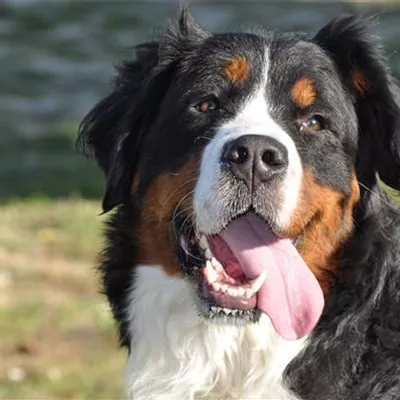 Wenn die Hitze zur Gefahr für den Hund wird