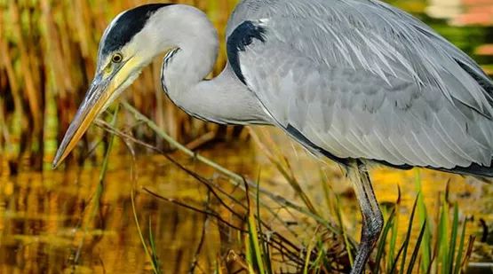 So schützt Du deinen Gartenteich vor dem Reiher | Aquatop - Zoofachmarkt für den Gartenteich