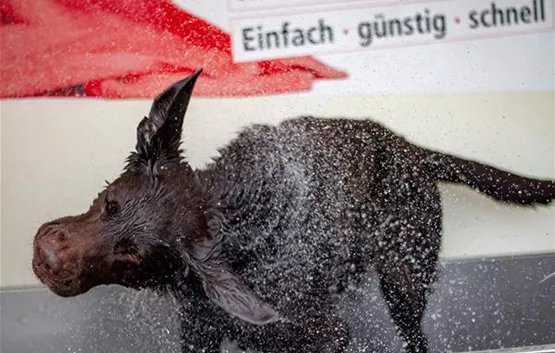 Der Hund wird gewaschen | Aquatop - Zoofachmarkt für den Hund (der-hund-wird-gewaschen-aquatop-zoofachmarkt-hund.jpg)