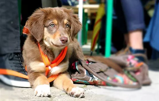 Hundeleine, Halsband und Geschirr für Welpen | Aquatop - Zoofachmarkt für den Hund (hundeleinen-hundehalsband-hundegeschirr-fuer-hundewelpen-aquatop-zoofachmarkt-hund.jpg)