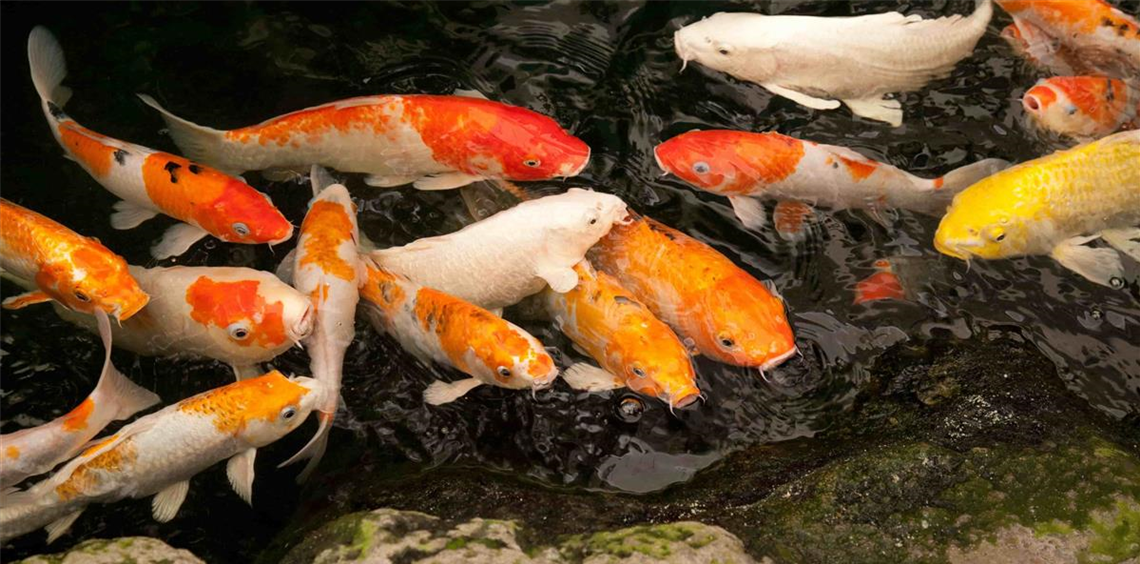 Koi richtig füttern | Aquatop GmbH (Fotolia_43164600_Subscription_Monthly_XL-min.jpg)