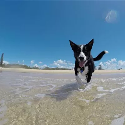 Sommer-Aktivitäten für den Hund