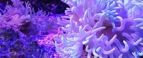 Seeanemonen | Aquatop - Zoofachmarkt für die Meerwasseraquaristik (seeanemonen-aquatop-zoofachmarkt-meerwasseraquaristik.jpg)