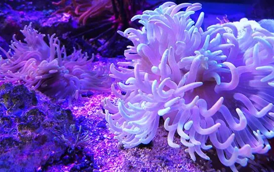 Anemonen kaufen| Aquatop - Zoofachmarkt für die Meerwasseraquaristik (seeanemonen-aquatop-zoofachmarkt-meerwasseraquaristik.jpg)