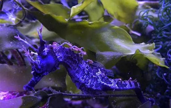 Seepferdchen sind ausgefallene Aquarienbewohner | Aquatop - Zoofachmarkt für Meerwasseraquaristik (seepferdchen-ausgefallene-aquarienbewohner-aquatop-zoofachmarkt-meerwasseraquaristik.jpg)