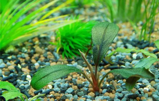 Pflanzen im Nano-Aquarium | Aquatop - Zoofachmarkt Profitipps