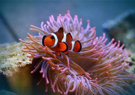 anemonenfisch-im-meerwasseraquarium-aquatop-zoofachmarkt-meerwasseraquaristik.jpg