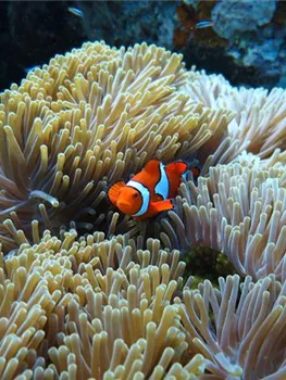 der-clownfisch-in-freier-wildbahn-aquatop-zoofachmarkt-meerwasseraquaristik.jpg