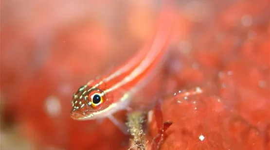 Ausgewogene Ernährung der Grundeln | Aquatop - Zoofachmarkt für die Meerwasseraquaristik (ausgewogene-ernaehrung-der-grundeln-aquatop-zoofachmarkt-meerwasseraquaristik.jpg)