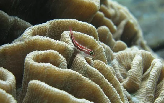 Die Grundel | Aquatop - Zoofachmarkt für die Meerwasseraquaristik (die-grundel-aquatop-zoofachmarkt-meerwasseraquaristik.jpg)