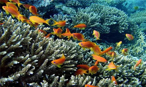 Der Fahnenbarsch | aquatop - Zoofachmarkt für die Meerwasseraquaristik