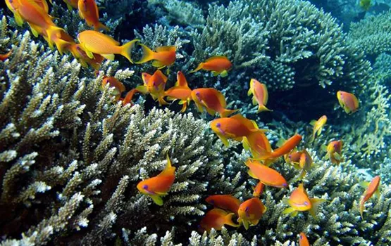 Der Fahnenbarsch | aquatop - Zoofachmarkt für die Meerwasseraquaristik (der-fahnenbarsch-aquatop-zoofachmarkt-meerwasseraquaristik.jpg)