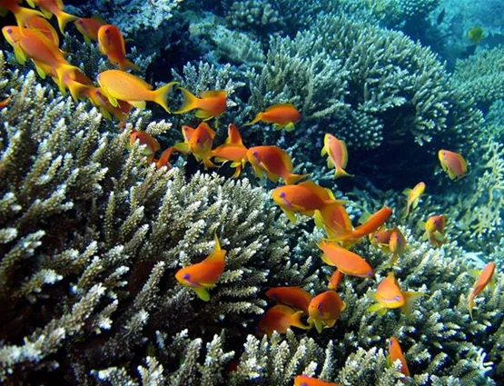 Der Fahnenbarsch | aquatop - Zoofachmarkt für die Meerwasseraquaristik (der-fahnenbarsch-aquatop-zoofachmarkt-meerwasseraquaristik.jpg)