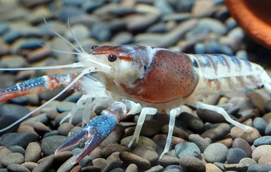 Zwergkrebse im Portrait |Aquatop - Zoofachmarkt für die Nano-Aquaristik (zwergkrebse-im-portrait-aquatop-zoofachmarkt-nano-aquaristik.jpg)