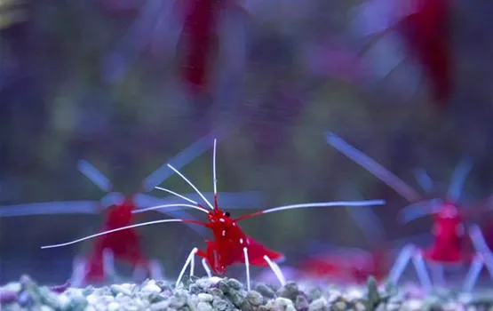 Zwerggarnele im Profil | Aquatop - Zoofachmarkt für die Nano-Aquaristik (zwerggarnele-im-profil-aquatop-zoofachmarkt-nano-aquaristik.jpg)