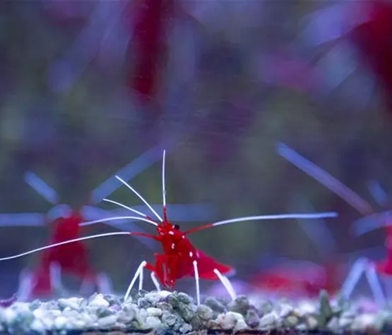 Zwerggarnele im Profil | Aquatop - Zoofachmarkt für die Nano-Aquaristik (zwerggarnele-im-profil-aquatop-zoofachmarkt-nano-aquaristik.jpg)