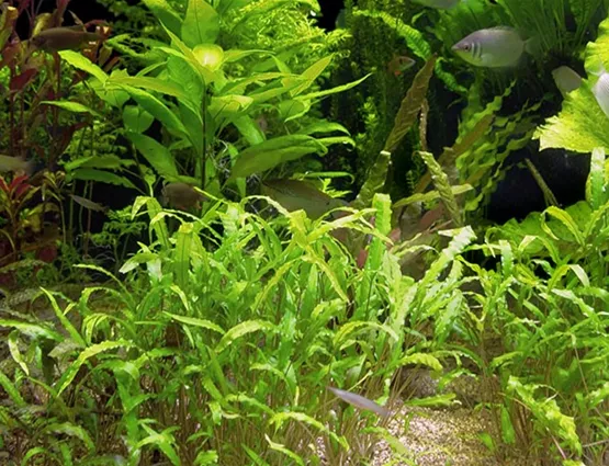 Aquarienpflanzen brauchen Licht | Aquatop - Zoofachmarkt für die Aquaristik (aquarienpflanzen-brauchen-licht-aquatop-zoofachmarkt-aquaristik.jpg)