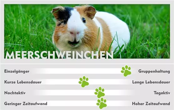 ALLG_Heimtiere_800x506px_Webseitenbilder_004_Meerschweinchen.jpg