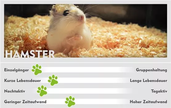 ALLG_Heimtiere_800x506px_Webseitenbilder_005_Hamster.jpg