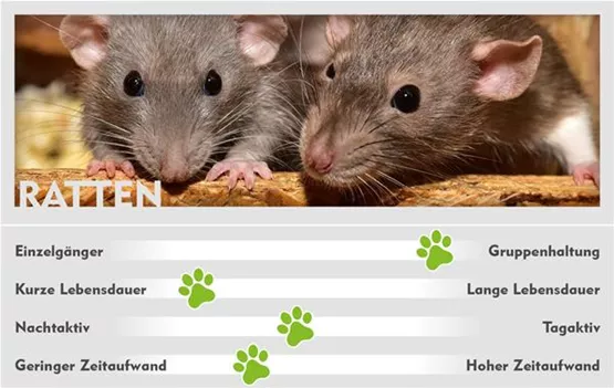 ALLG_Heimtiere_800x506px_Webseitenbilder_006_Ratten.jpg