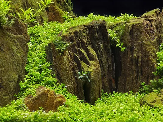 Stilformen im Aquascaping | Aquatop - Zoofachmarkt für die Aquaristik