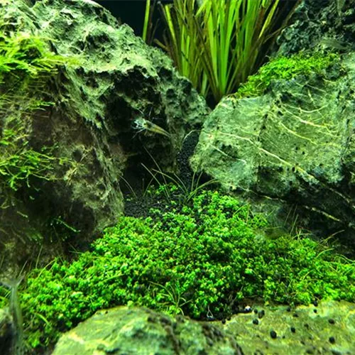 Aquascaping & Naturaquarien 