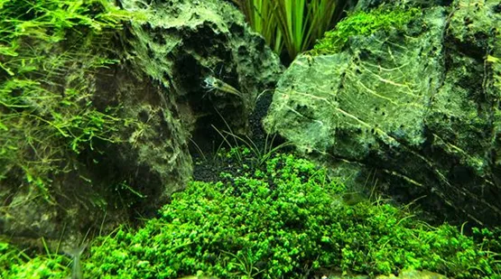 Aquascaping - Natur im Aquarium | Aquatop - Zoofachmarkt für die Aquaristik