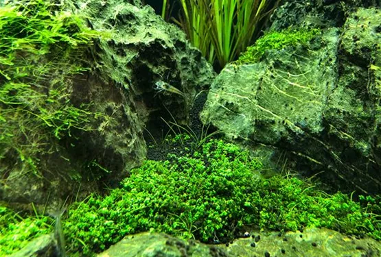 Aquascaping - Natur im Aquarium | Aquatop - Zoofachmarkt für die Aquaristik (aquascaping-natur-im-aquarium-aquatop-zoofachmarkt-aquaristik.jpg)