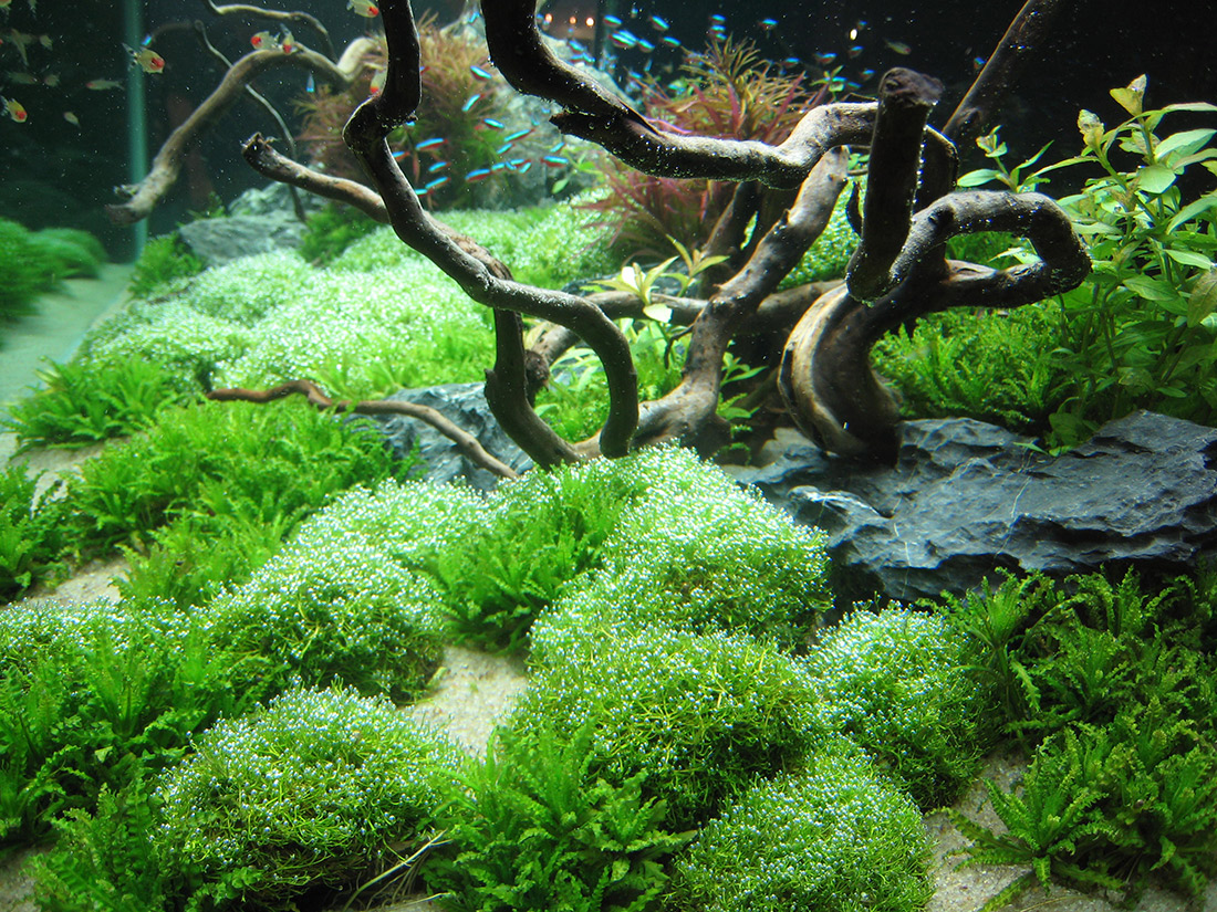 Was heisst Aquascaping | Aquatop - Zoofachmarkt für die Aquaristik