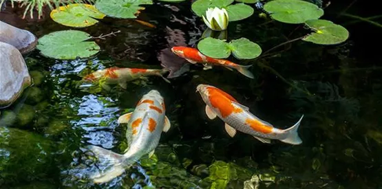 Oase Gartenteich Klarwassergarantie | Aquatop - Zoofachmarkt für den Gartenteich (oase-gartenteich-klarwassergarantie-aquatop-zoofachmarkt-gartenteich.jpg)